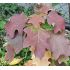 Hydrangea quercifolia 'Burgundy'