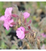 Silene 'Rollies favorite'