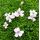 Silene acaulis white