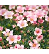 Saxifraga 'Pech Melba'