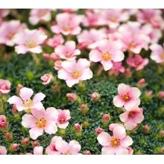 Saxifraga 'Pech Melba'