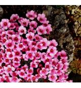 Saxifraga 'Kvilda'