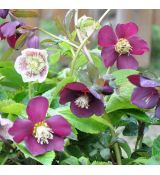 Helleborus 'Ballard hybrids'- mix farieb
