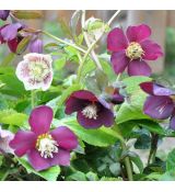 Helleborus 'Ballard hybrids'- mix farieb