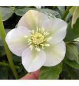 Helleborus 'White Lady'