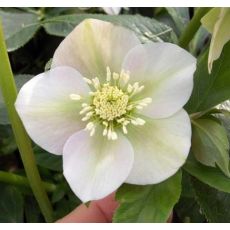 Helleborus 'White Lady'