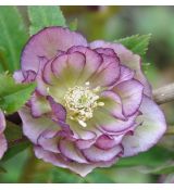 Helleborus 'Double Ellen Picotee' - 1l