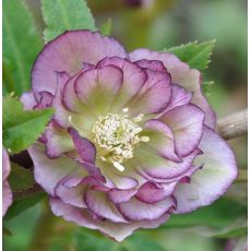 Helleborus 'Double Ellen Picotee' - 1l