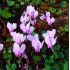 Cyclamen hederifolium 'AmazeMe Rose Silver' - K9