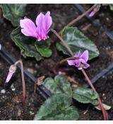 Cyclamen hederifolium 'AmazeMe Rose Silver' - K9