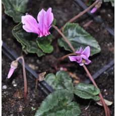 Cyclamen hederifolium 'AmazeMe Rose Silver' - K9