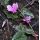 Cyclamen hederifolium 'AmazeMe Rose Silver' - K9