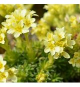 Saxifraga 'Brno'