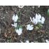 Cyclamen hederifolium album