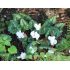 Cyclamen hederifolium album