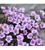 Saxifraga opositifolia