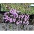 Saxifraga opositifolia