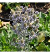 Eryngium planum 'Blauer Zwerg'