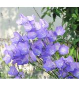 Campanula persicifolia 'Blue'
