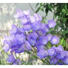 Campanula persicifolia 'Blue'