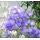 Campanula persicifolia 'Blue'