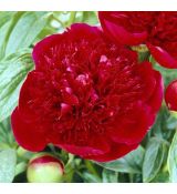 Paeonia lactiflora 'Red Charm'