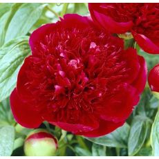 Paeonia lactiflora 'Red Charm'