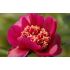 Paeonia lactiflora 'Sword Dance'