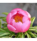 Paeonia lactiflora 'Flame'