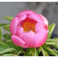 Paeonia lactiflora 'Flame'