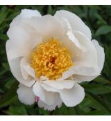 Paeonia lactiflora 'White wings'