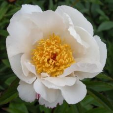 Paeonia lactiflora 'White wings'