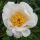 Paeonia lactiflora 'White wings'