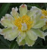 Paeonia lactiflora 'Green Lotus''