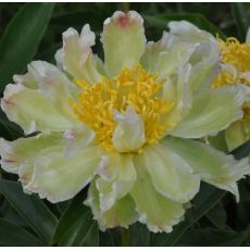 Paeonia lactiflora 'Green Lotus''