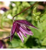 Clematis 'Betina' 2l