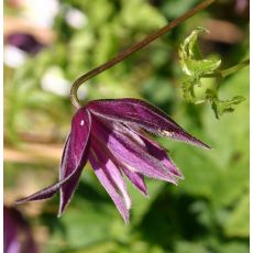 Clematis 'Betina' 2l