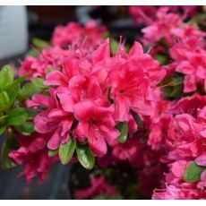 Rhododendron 'Rubinetta'