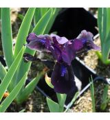 Iris 'Little Shadow'