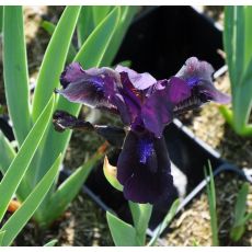 Iris 'Little Shadow'