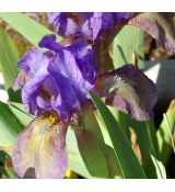 Iris 'Blue Moss'
