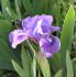 Iris 'Blue Moss'