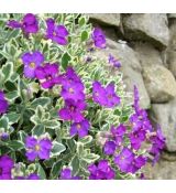 Aubrieta 'Dr. Mules Variegated'