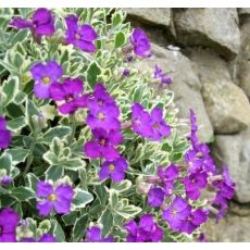 Aubrieta 'Dr. Mules Variegated'