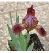 Iris 'Regards'