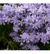 Phlox divaricata 'Clouds of Perfume'