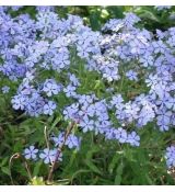 Phlox divaricata 'Laphami'