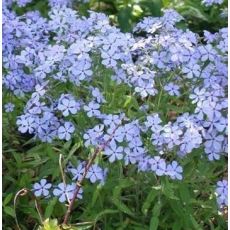 Phlox divaricata 'Laphami'