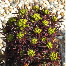 Euphorbia cyparissias 'Clarice Howard'