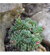 Saxifraga 'Goring white'